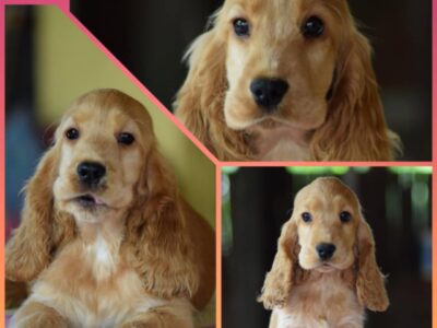 Engleski Koker Španijel štenci