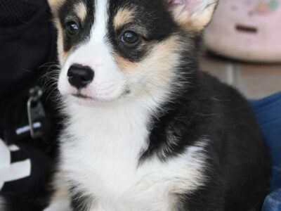 Velski korgi Welsh Corgi Pembroke
