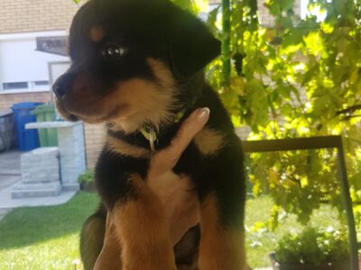 Rotvajler prelepi stenci