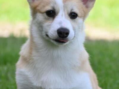 Velski korgi Welsh Corgi Pembroke