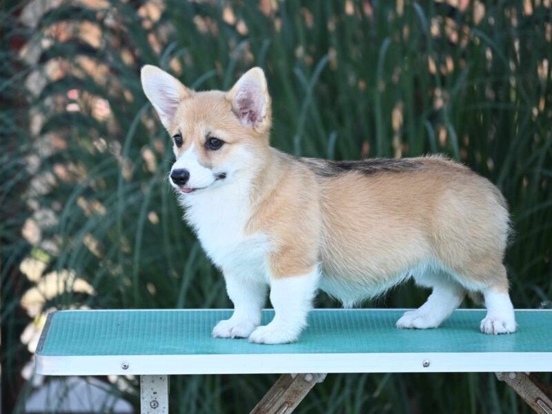 Velski korgi Welsh Corgi Pembroke