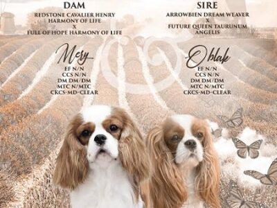 Kavalijer španijel kralja Čarlsa