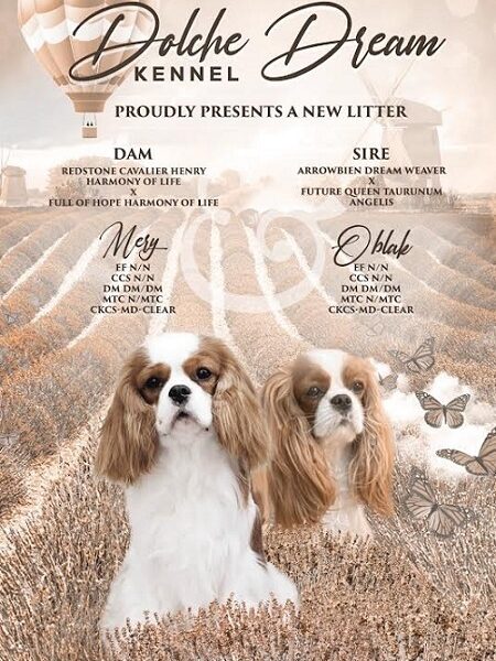 Kavalijer španijel kralja Čarlsa