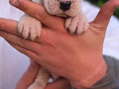 Argentinska doga ( Dogo Argentino )