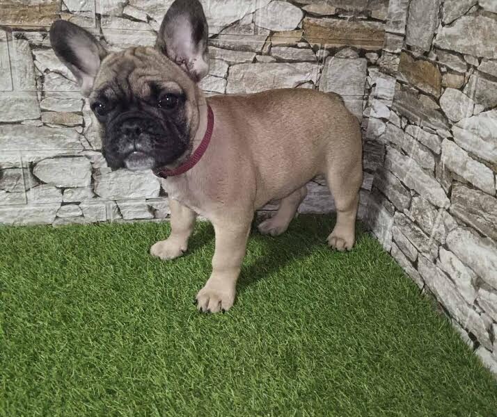 Francuski buldog,žensko štene