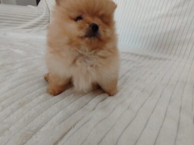 Prelepi stenci POMERANSKOG SPICA