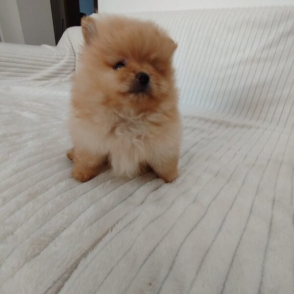 Prelepi stenci POMERANSKOG SPICA