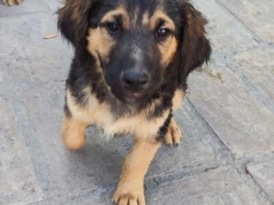 Štenci na poklon !!!