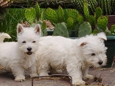 Zapadnoškotski beli terijer - Westi