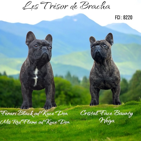 Štenci francuskog buldoga