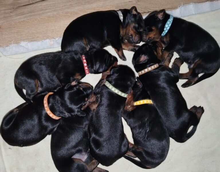 Doberman štenci