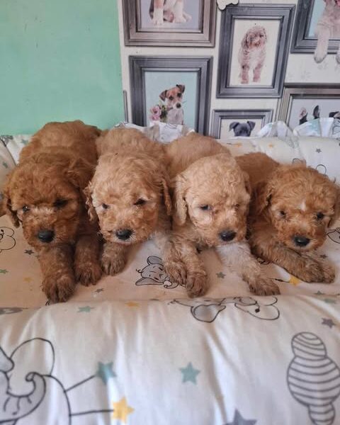 Pudle patuljaste i toy, prelepi štenci