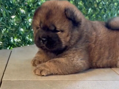 Čistokrvni CHOW-CHOW štenci