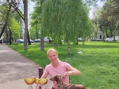 Jazavičari kratkodlaki štenci vrhunskog kvaliteta