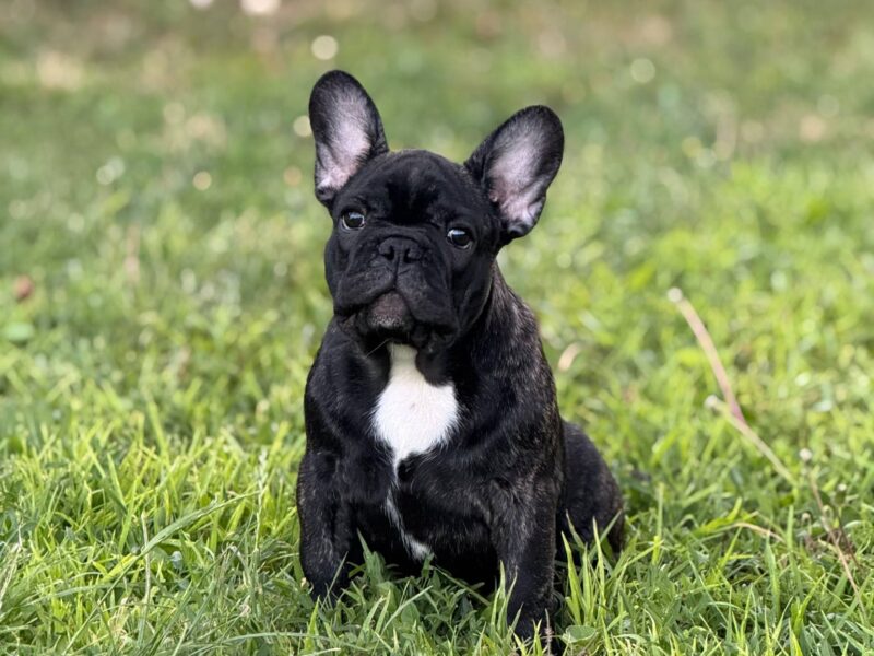 Francuski Buldog VRHUNSKO muško štene