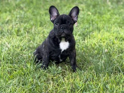 Francuski Buldog VRHUNSKO muško štene