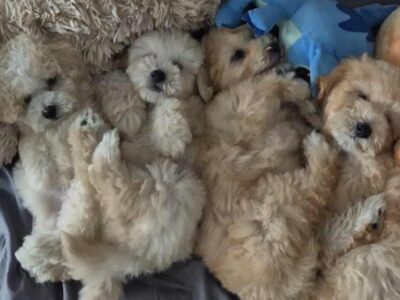 Pudle i Maltipoo štenci