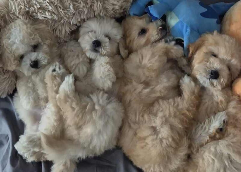 Pudle i Maltipoo štenci