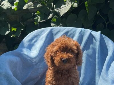 Toy pudle crvene, apricot i crne