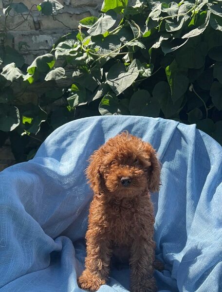 Toy pudle crvene, apricot i crne