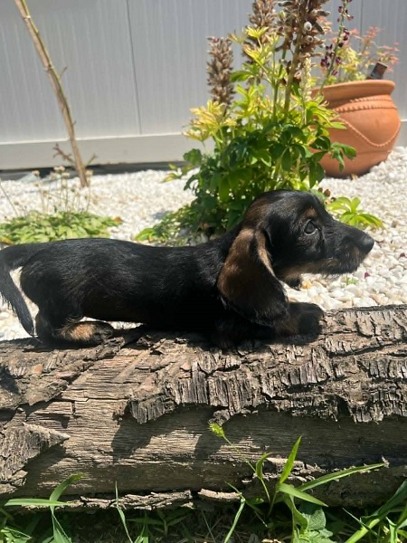 Jazavičar oštrodlaki, vrhunski štenci