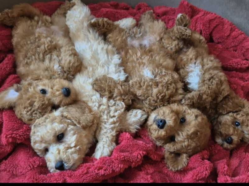 Pudle i Maltipoo štenci