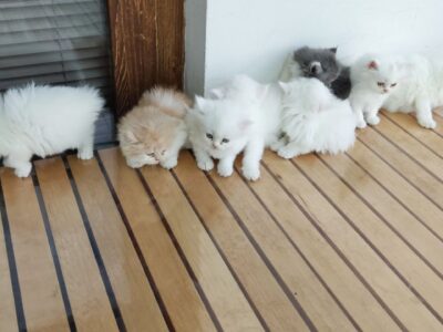 Prodajem persijske macice