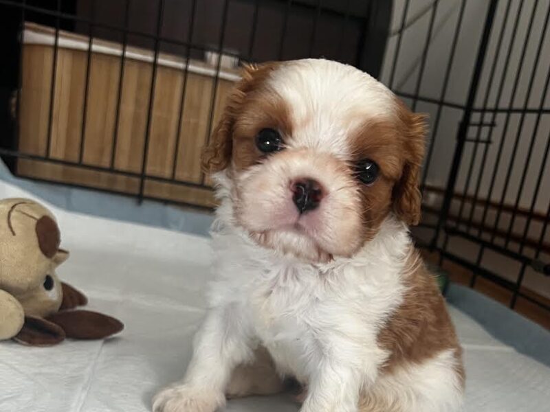 Kavalijer španijel kralja Čarlsa