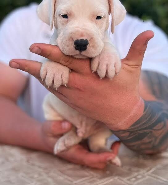 Argentinska doga ( Dogo Argentino )