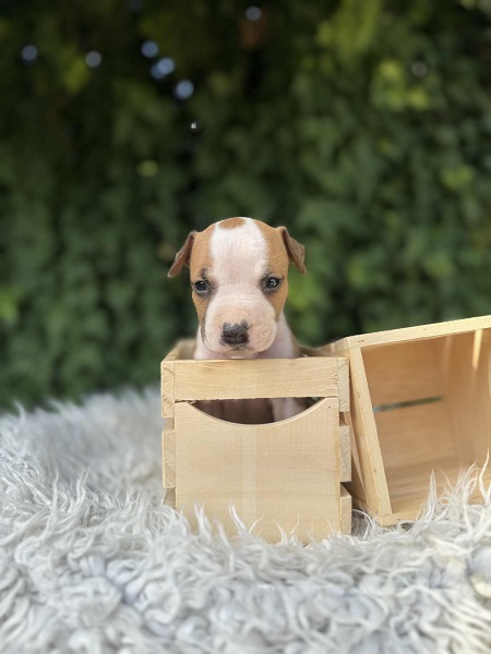 Američki Stafordski Terijer štenci vrhunskog porekla