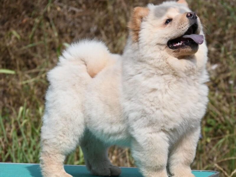 Chow Chow Cau Cau Čau Čau