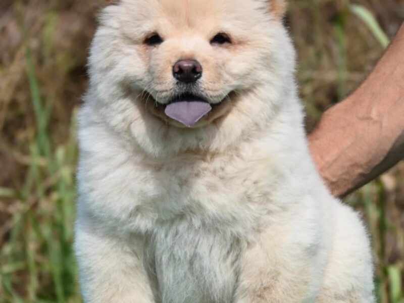 Chow Chow Cau Cau Čau Čau