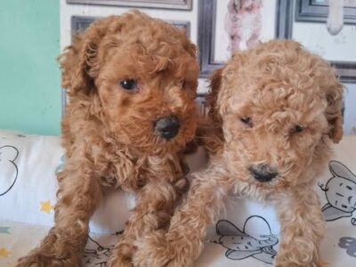 Pudle patuljaste i toy, prelepi štenci