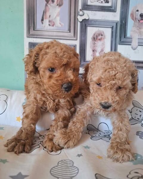 Pudle patuljaste i toy, prelepi štenci