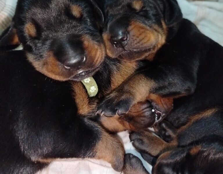 Doberman štenci