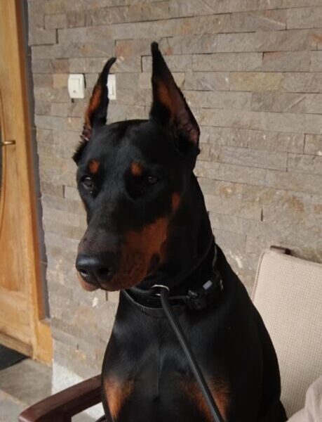Doberman štenci