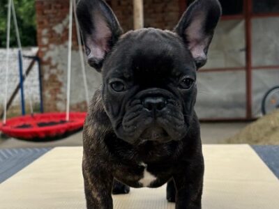 Štenci francuskog buldoga