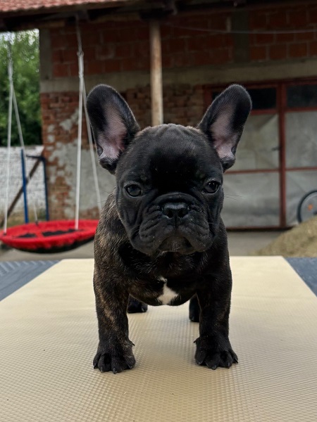 Štenci francuskog buldoga