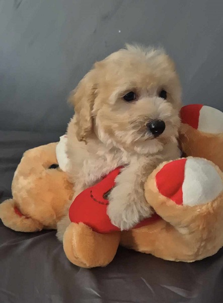 Pudle i Maltipoo štenci