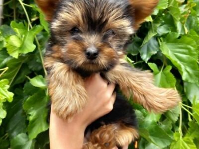 Na prodaju štenci Jorkšir terijera