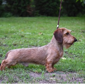 Jazavičar oštrodlaki, vrhunski štenci