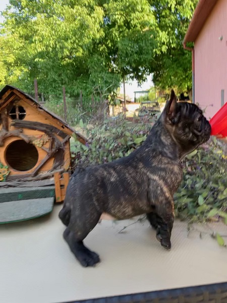 Štenci francuskog buldoga