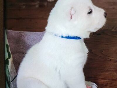 Prelepi štenci čistokrvnog srednjeazijskog ovčara – Alabai