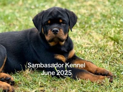 Vrhunsko leglo ROTVAJLERA