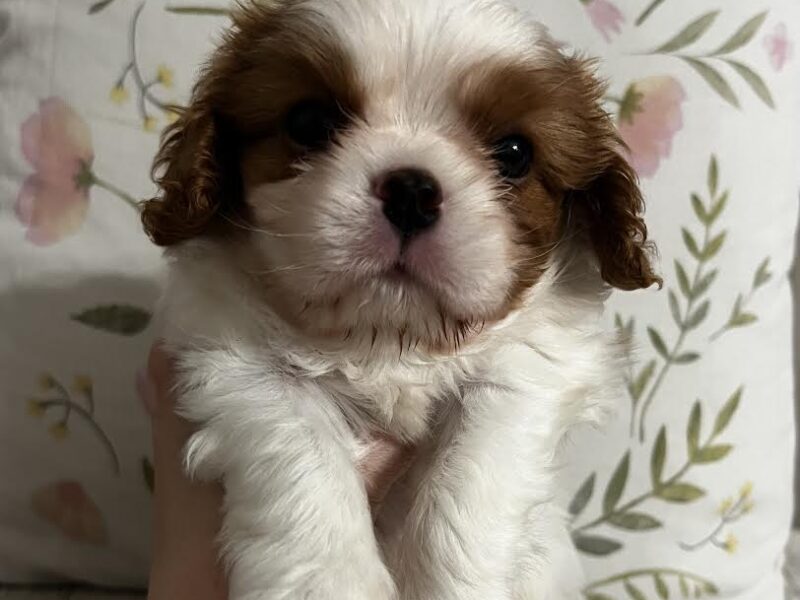 Kavalijer španijel kralja Čarlsa