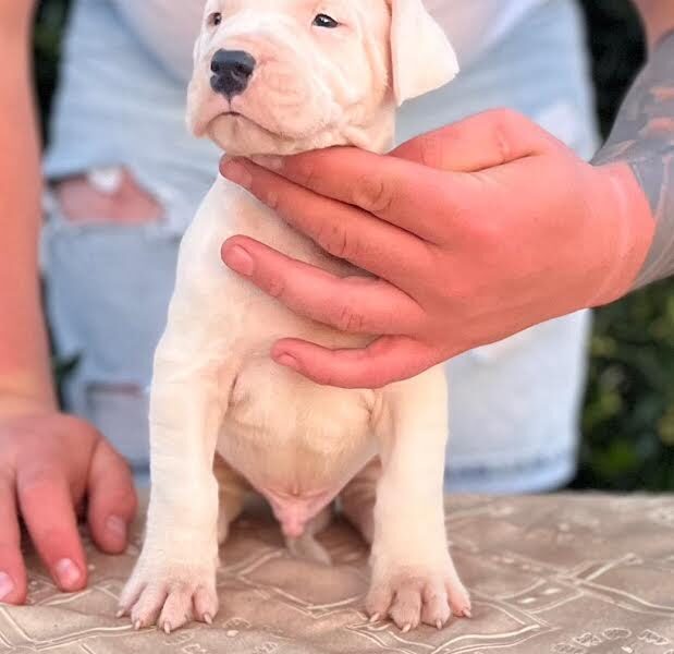 Argentinska doga ( Dogo Argentino )