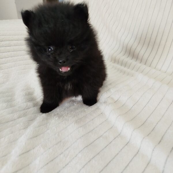 Prelepi stenci POMERANSKOG SPICA