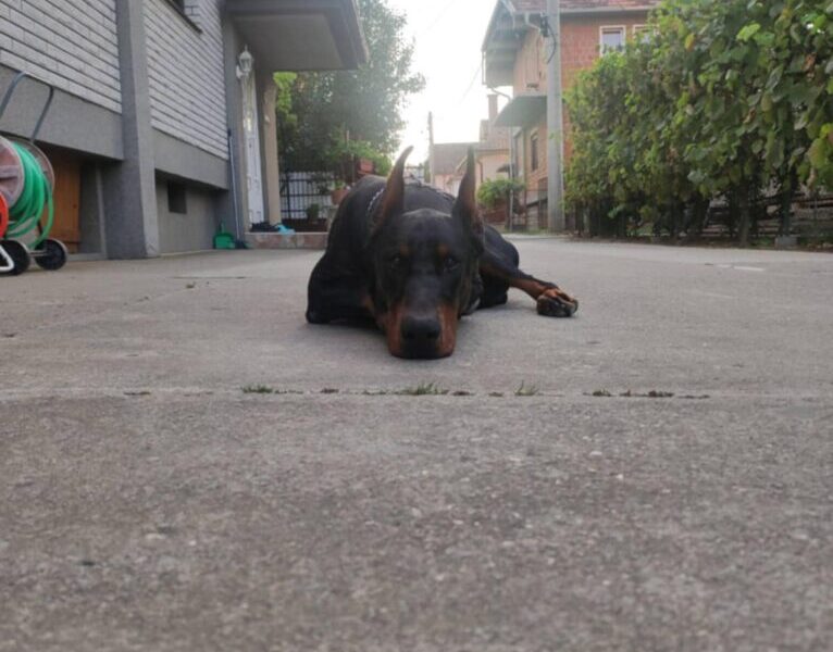 Doberman štenci