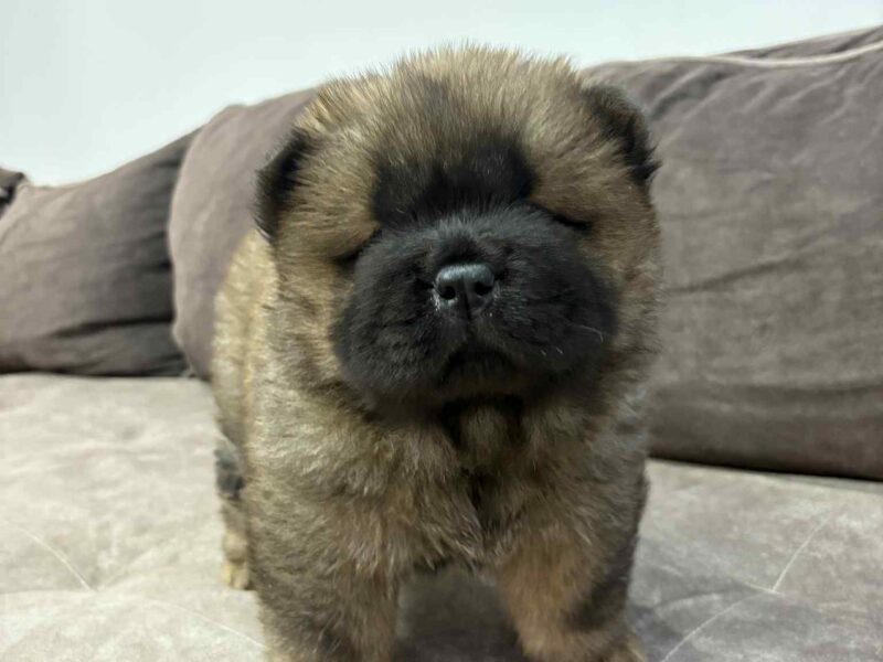 Čistokrvni CHOW-CHOW štenci