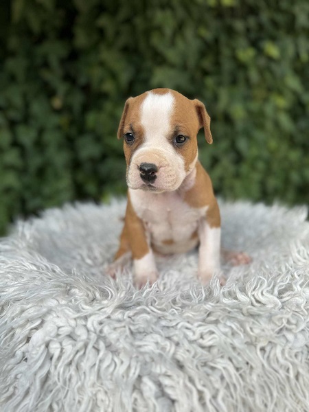 Američki Stafordski Terijer štenci vrhunskog porekla